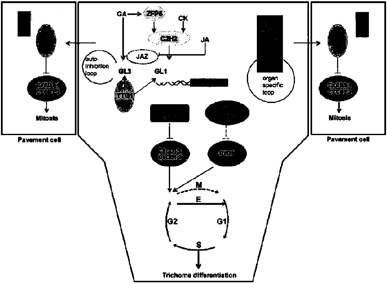 H genes and H protein for regulating formation of tomato type I glandular hairs and application thereof