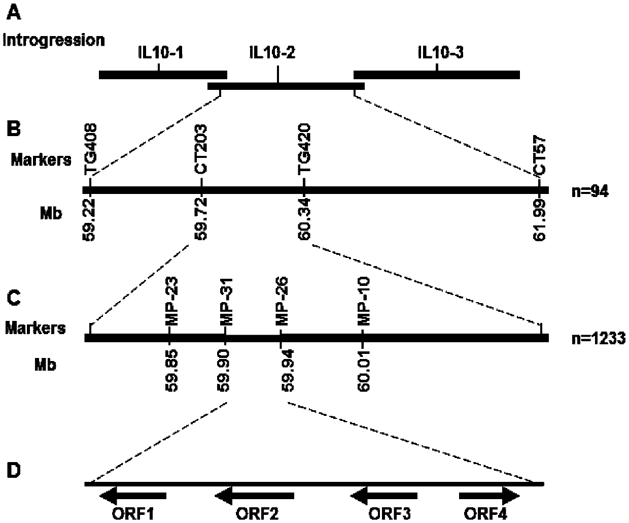 H genes and H protein for regulating formation of tomato type I glandular hairs and application thereof