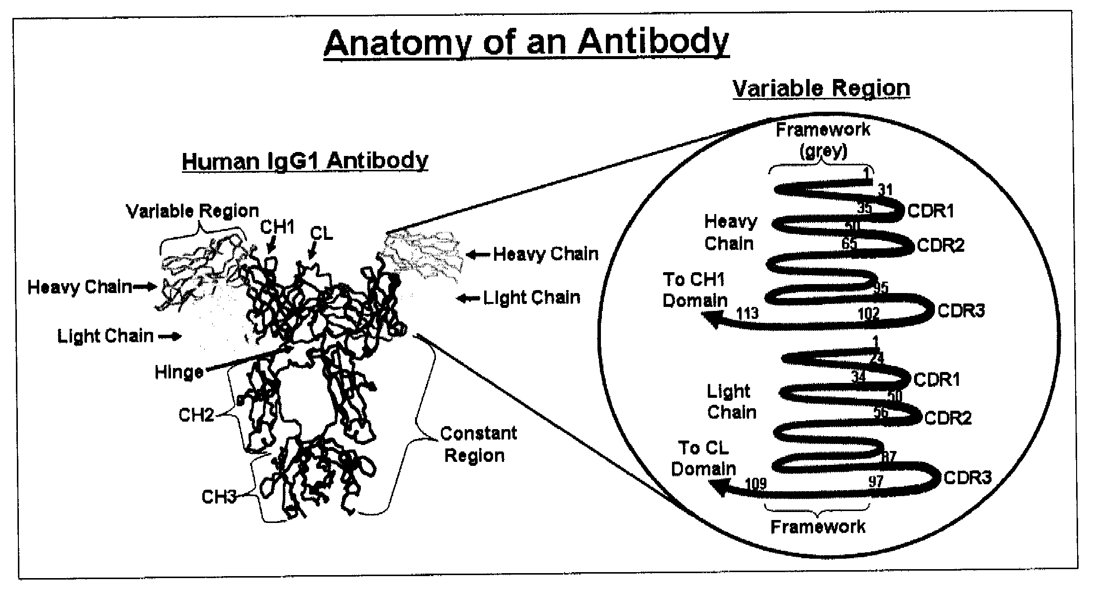 Methods for improving antibody production