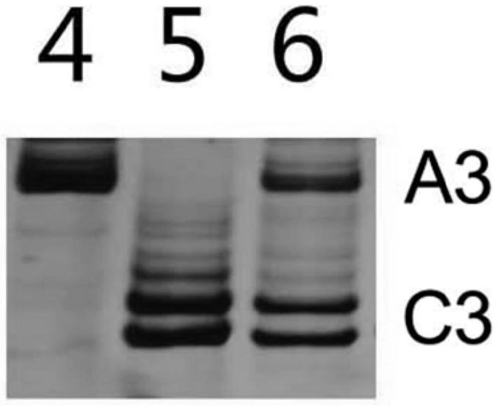 Molecular markers for identification of chromosome segregation of a03 and c03 in hybrids and progeny materials of Chinese cabbage and Ethiopian mustard