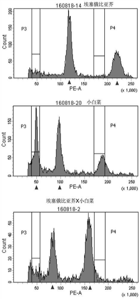 Molecular markers for identification of chromosome segregation of a03 and c03 in hybrids and progeny materials of Chinese cabbage and Ethiopian mustard