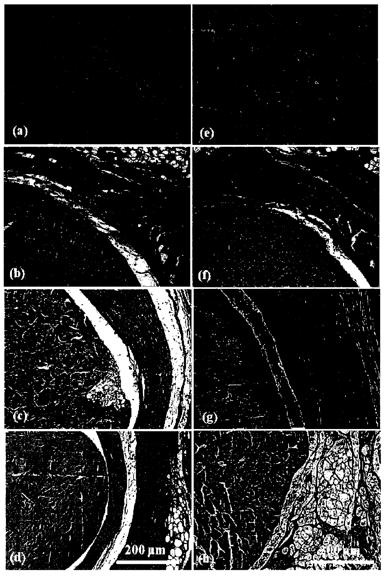 Preparation method of micro/nanofiber sustained release preparation