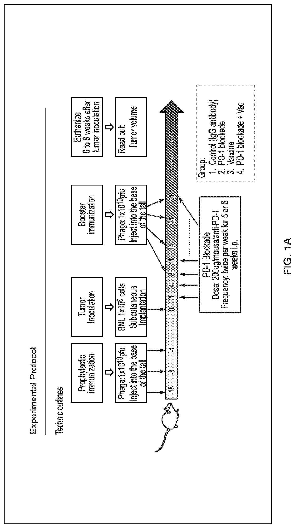 Inhibition of asph expressing tumor growth and progression