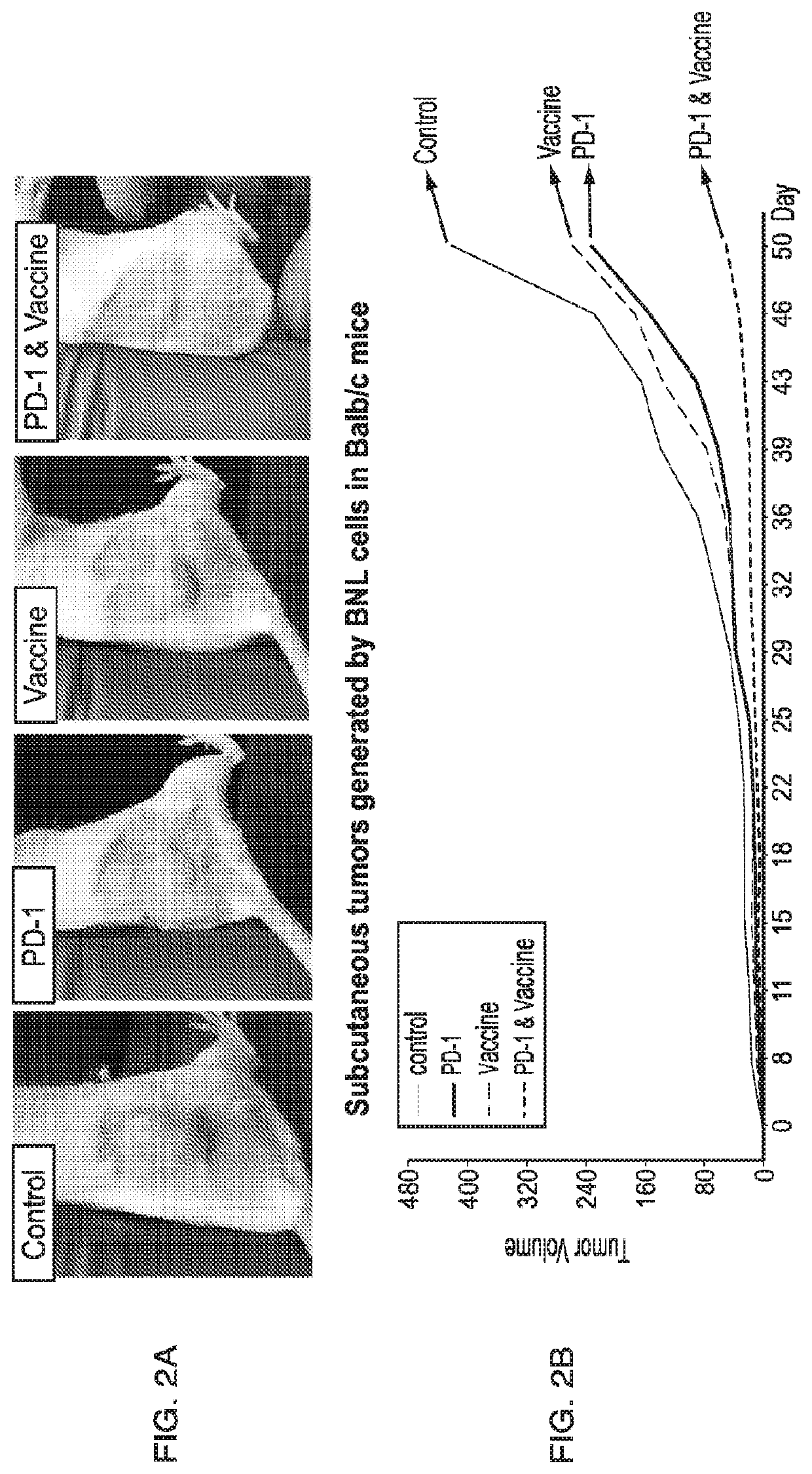 Inhibition of asph expressing tumor growth and progression