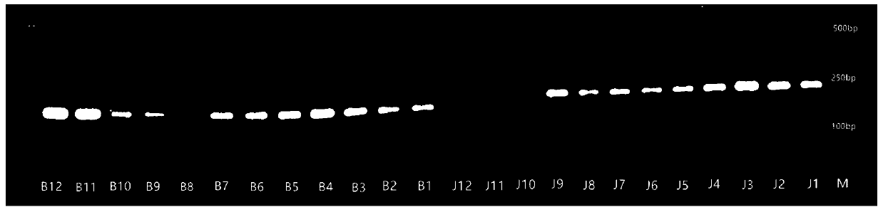 Method for quickly identifying oplegnathus punctatus and scatophagus argus