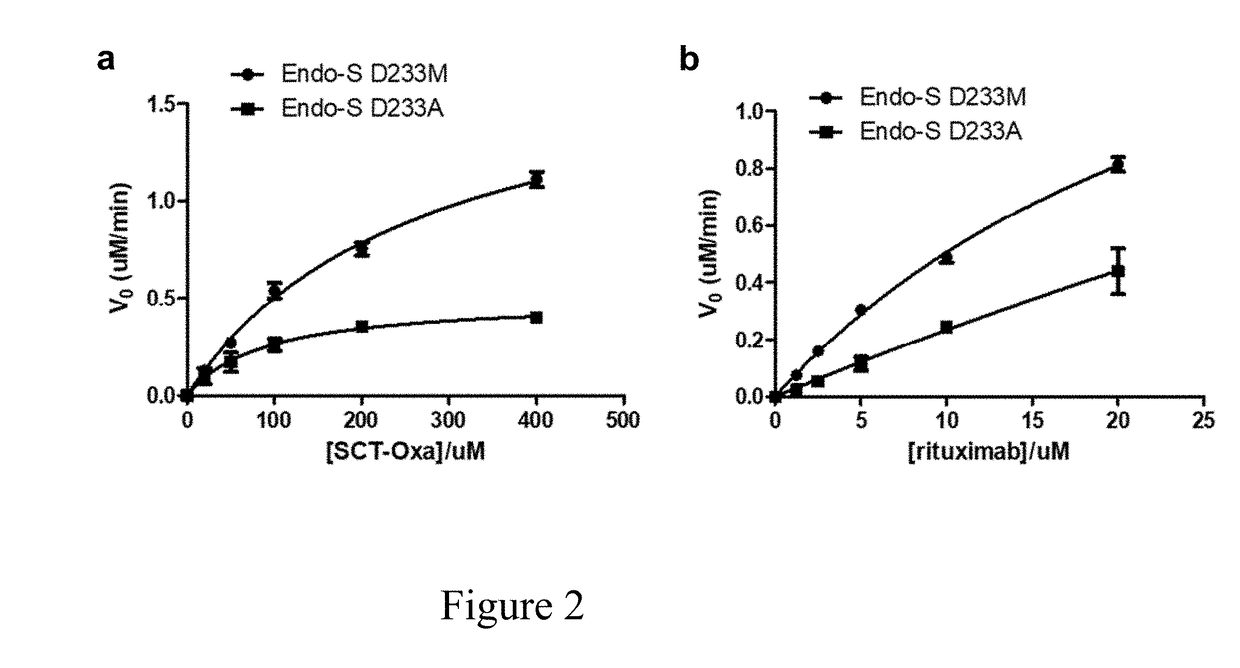 Generation and comparative kinetic analysis of new glycosynthase mutants from streptococcus pyogenes fndoglycosidases for antibody glycoengineering