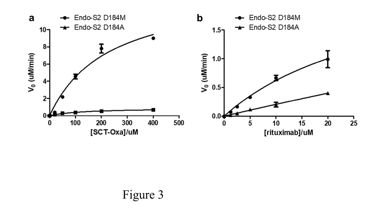 Generation and comparative kinetic analysis of new glycosynthase mutants from streptococcus pyogenes fndoglycosidases for antibody glycoengineering