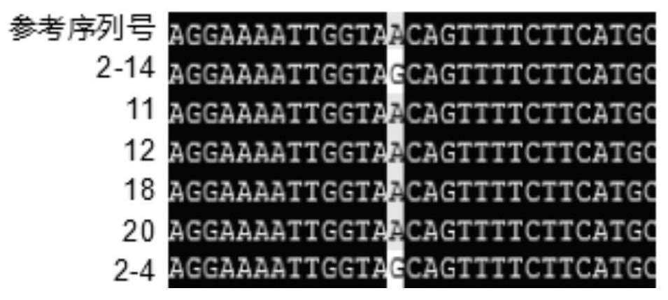 SNP marker related to beef traits of beef cattle and application thereof