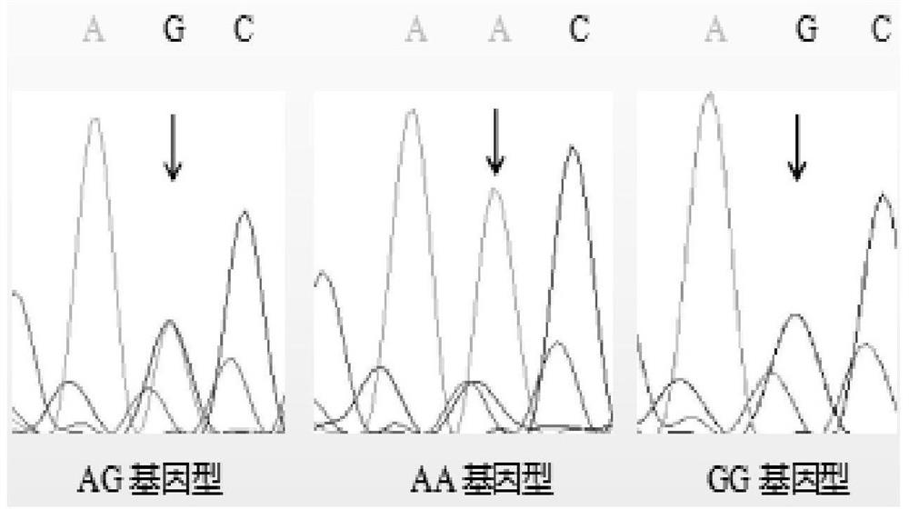 SNP marker related to beef traits of beef cattle and application thereof