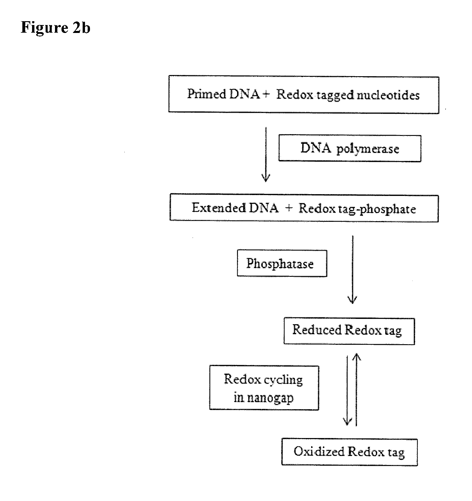 High throughput biochemical detection using single molecule fingerprinting arrays