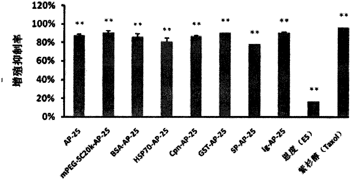 Integrin blocking agent AP-25 expressed by modification of polyethylene glycol and protein fusion and its application