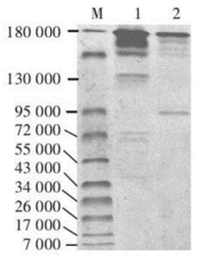 Traditional Chinese medicine multi-component liquid wound healing dressing and preparation method thereof