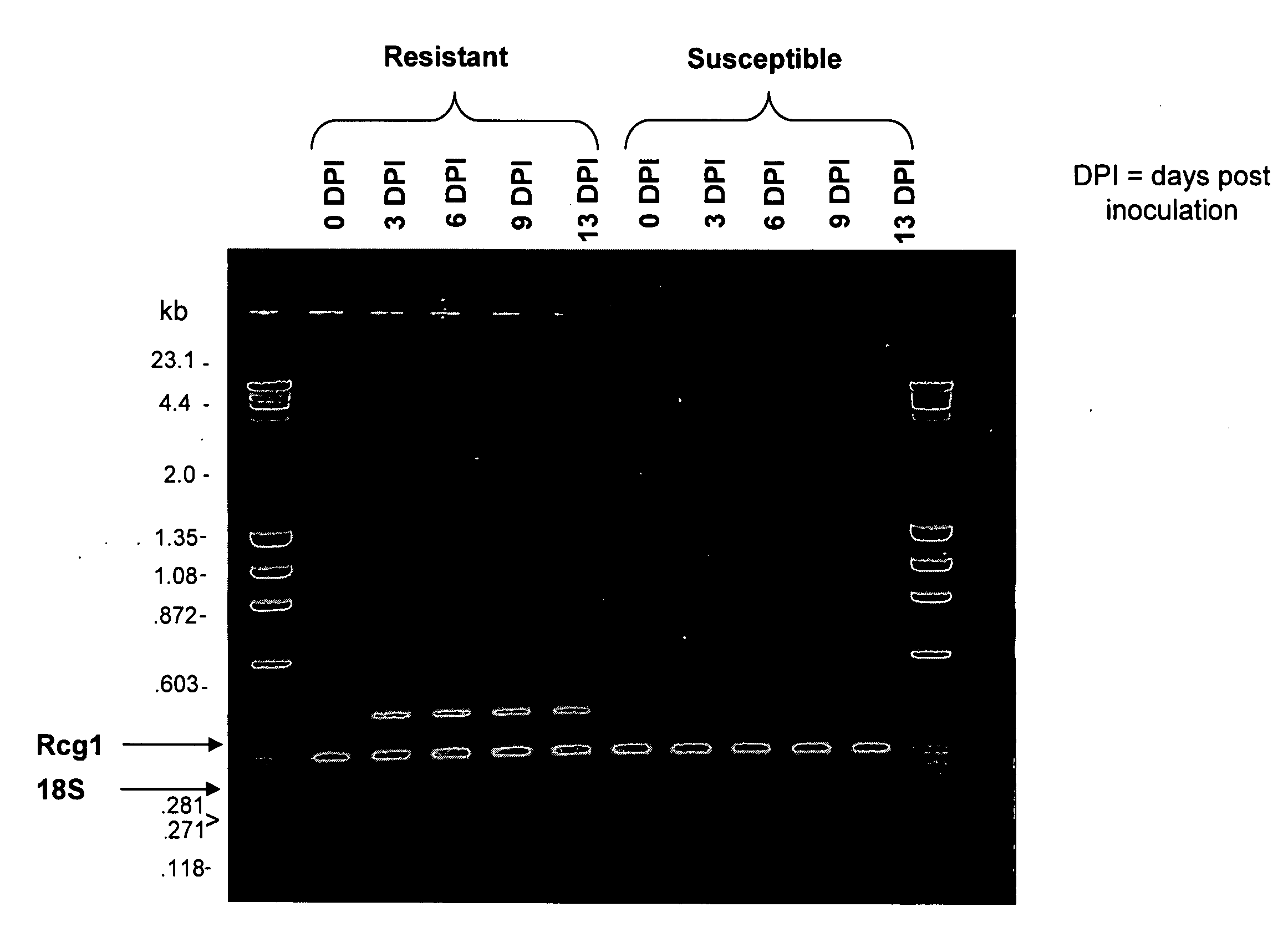 Polynucleotides and methods for making plants resistant to fungal pathogens