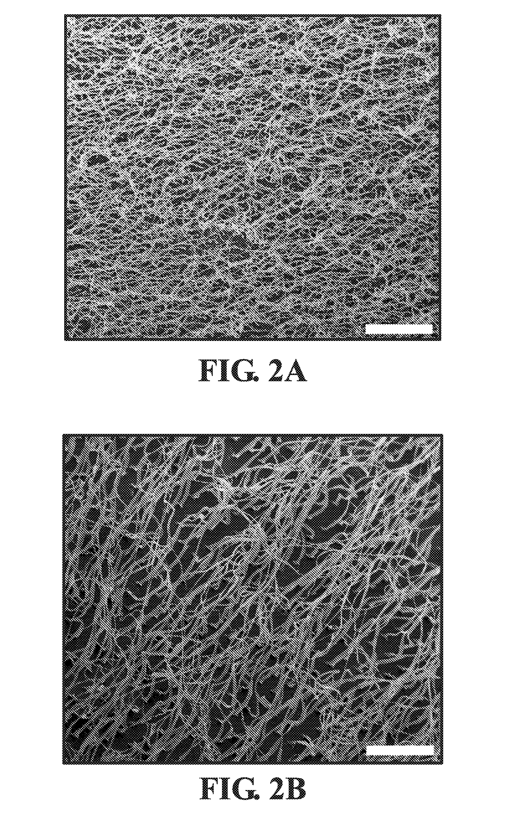 Biomimetic Cell Culture Substrates