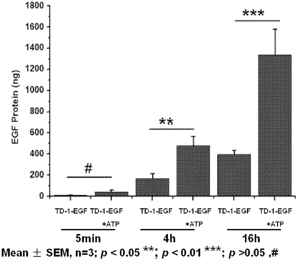 Composite for enhancing transdermal administration and application thereof