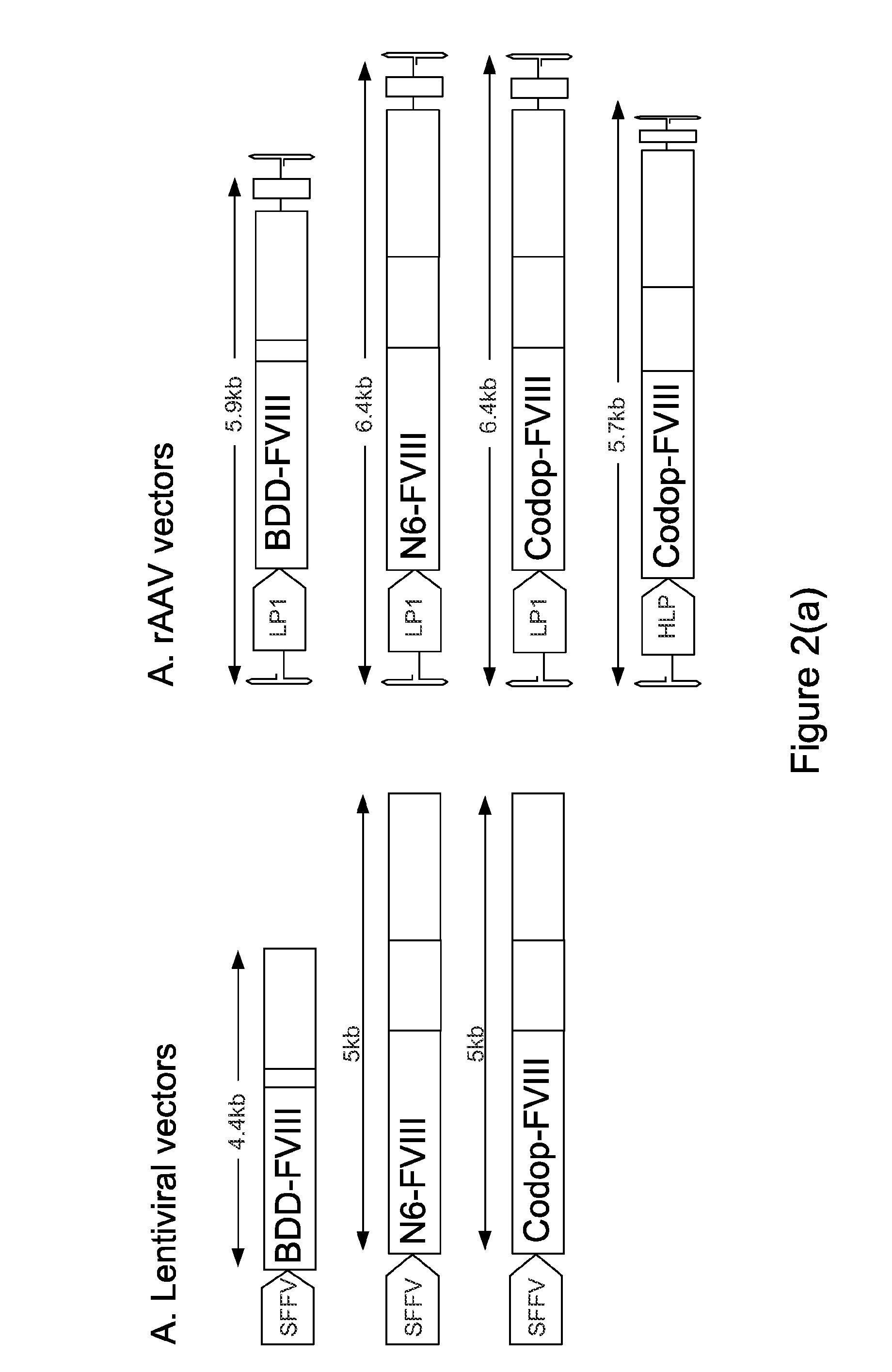 Optimised coding sequence and promoter