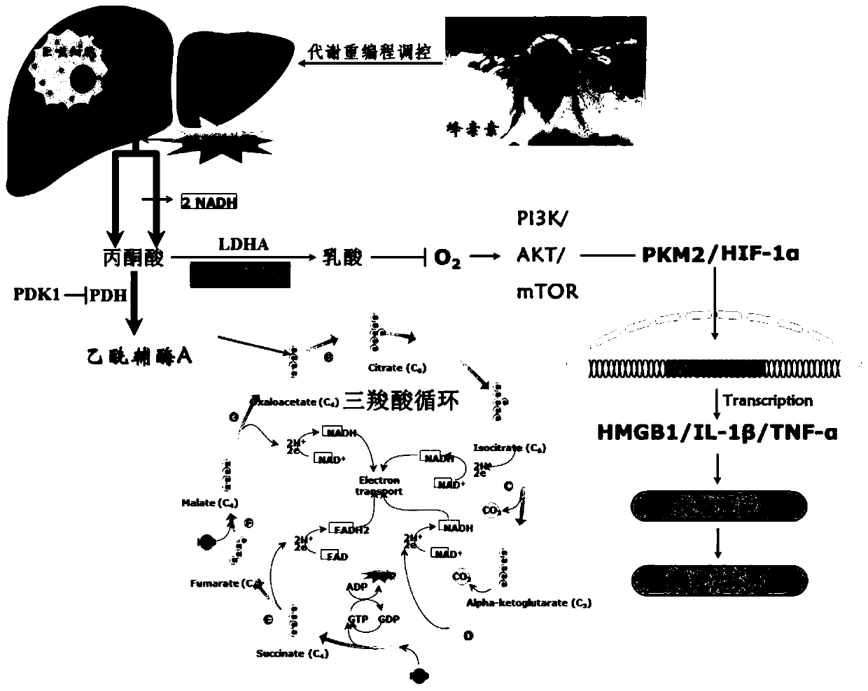 PKM2 regulating agent and preparation method and application thereof