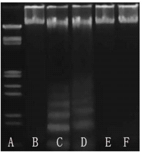 Application method of astragalus polysaccharide in antagonism of dairy cow mammary epithelial cells apoptosis