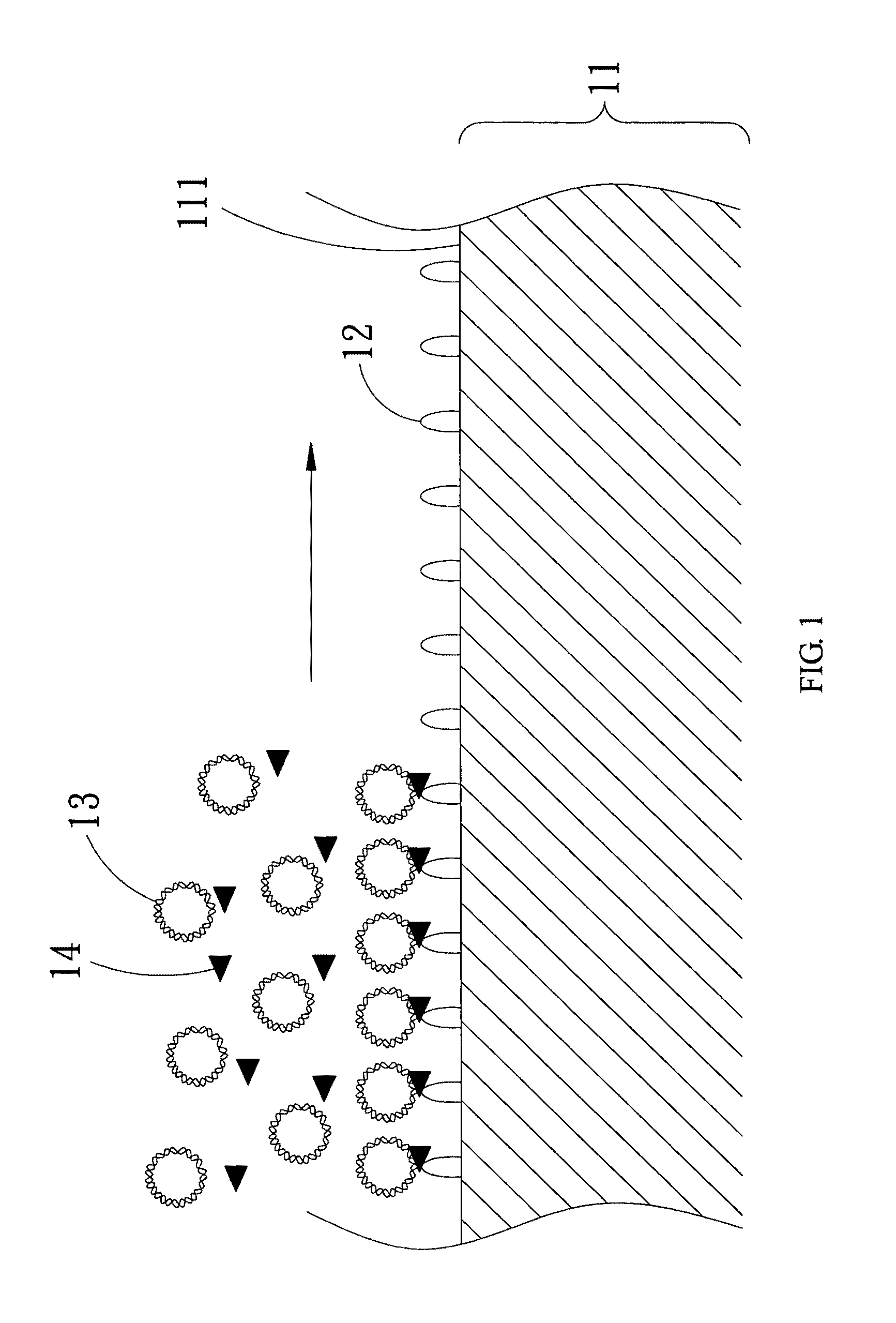 Sensor chip for screening topoisomerase inhibitor and screening method thereof