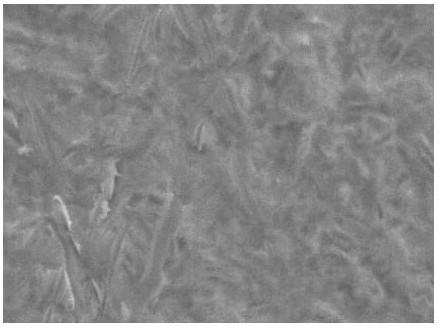 Chemical silver plating solution for surface treatment of printed circuit board (PCB)