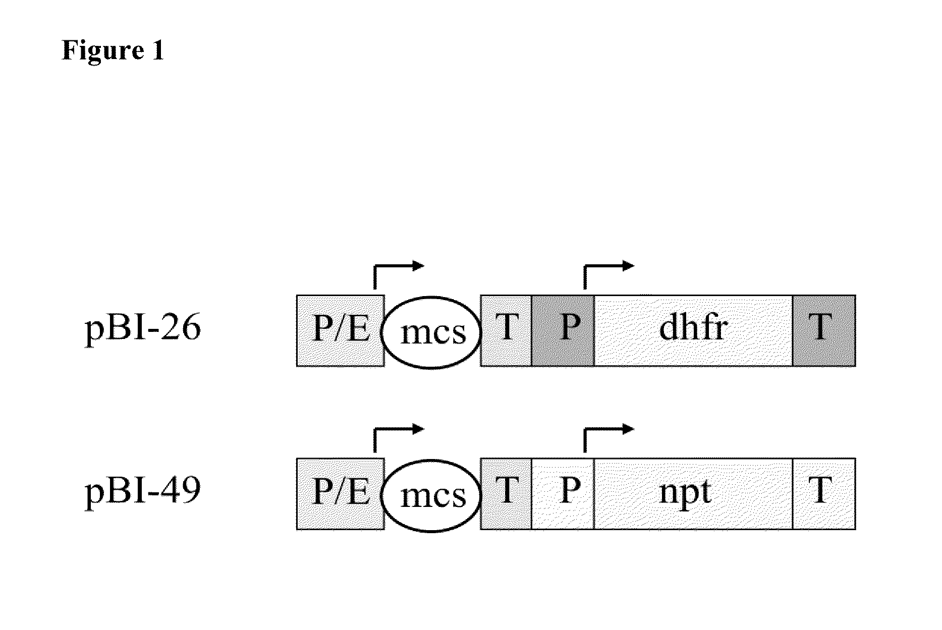 Novel intron sequences