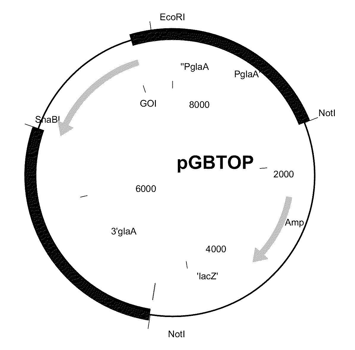 Polypeptide having beta-glucosidase activity and uses thereof