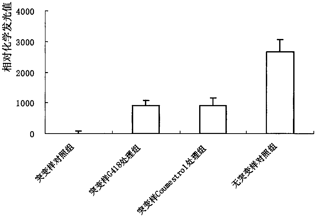 Nonsense mutation read-through activity application of coumestrol