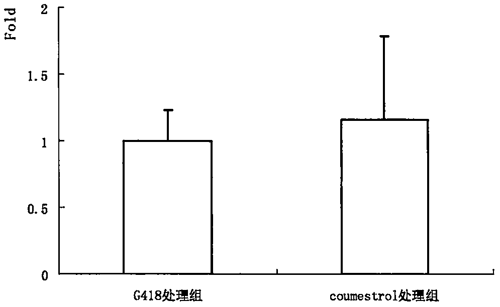 Nonsense mutation read-through activity application of coumestrol