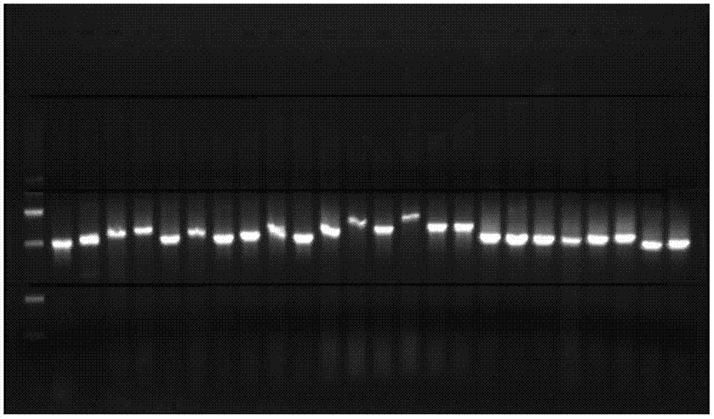 Method for PCR detection of pathogen of citrus greening disease