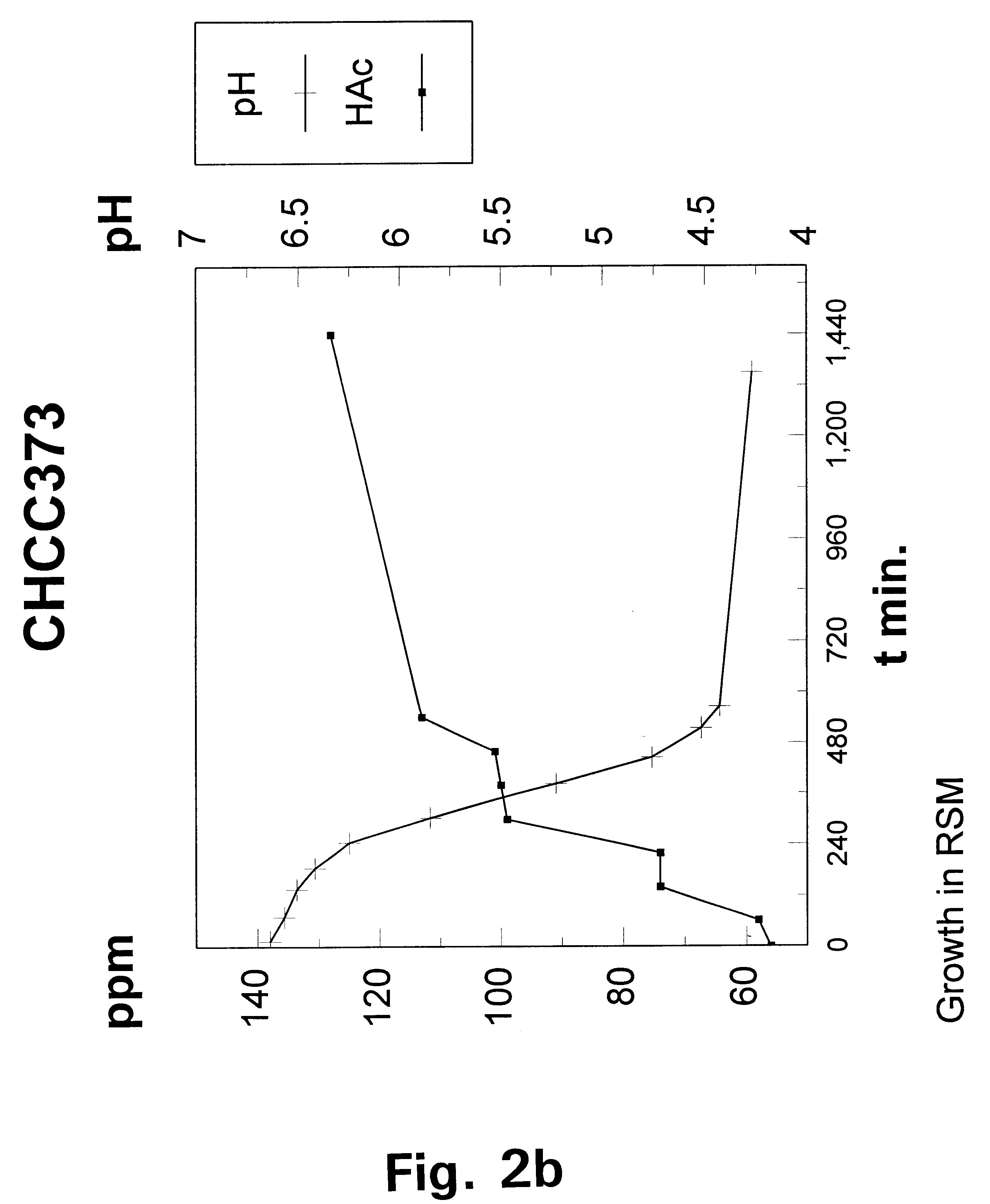 Metabolically engineered lactic acid bacteria and their use