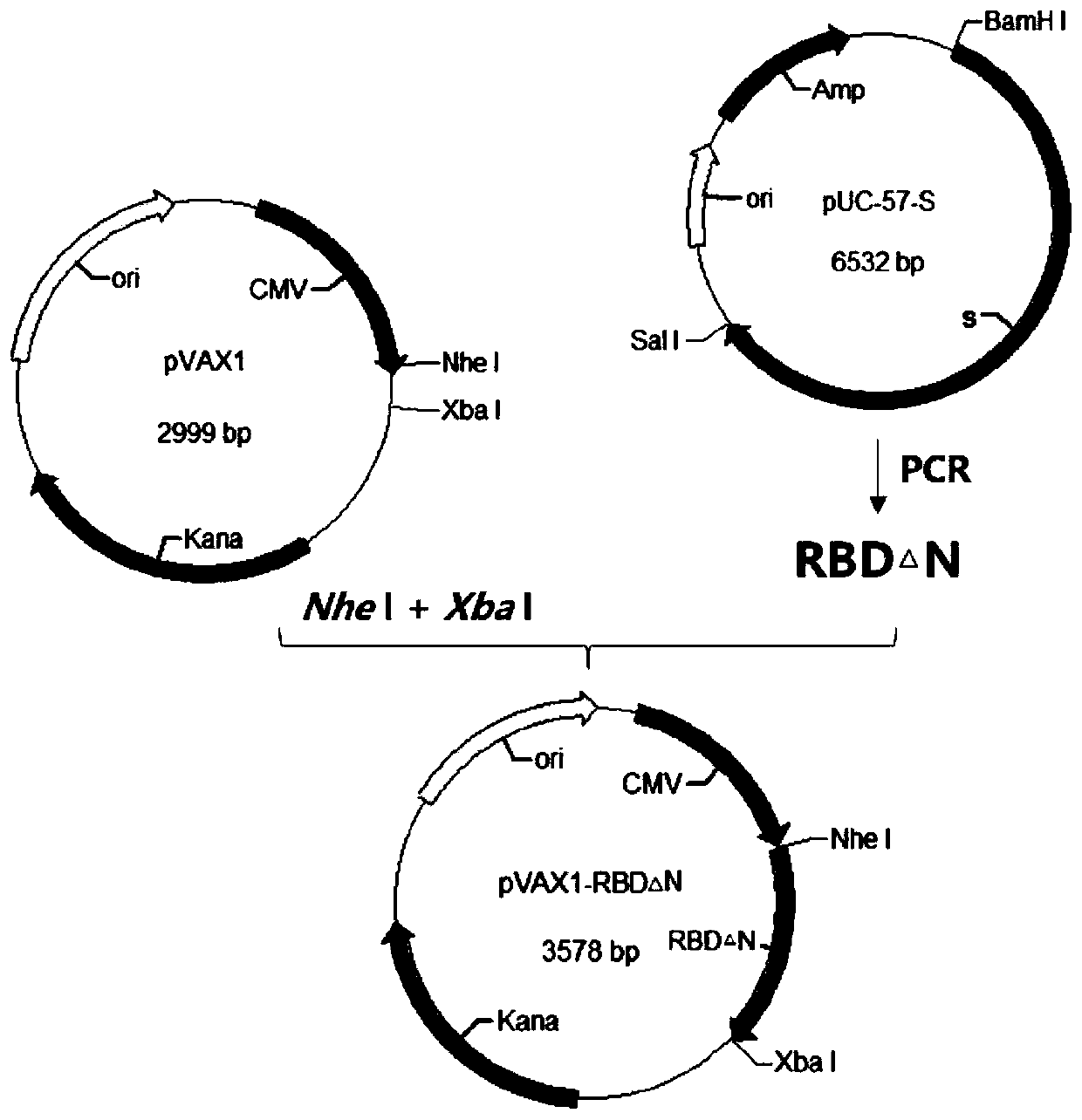 Corona Virus Disease 2019 (COVID-19) DNA vaccine and preparation method and application thereof