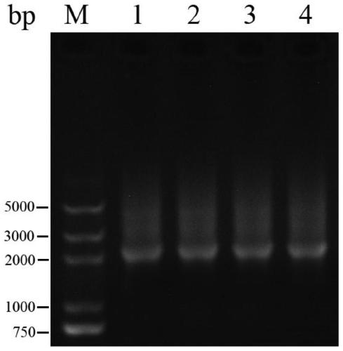 A gene regulating long-chain fatty acid transport in Candida tropicalis and its application