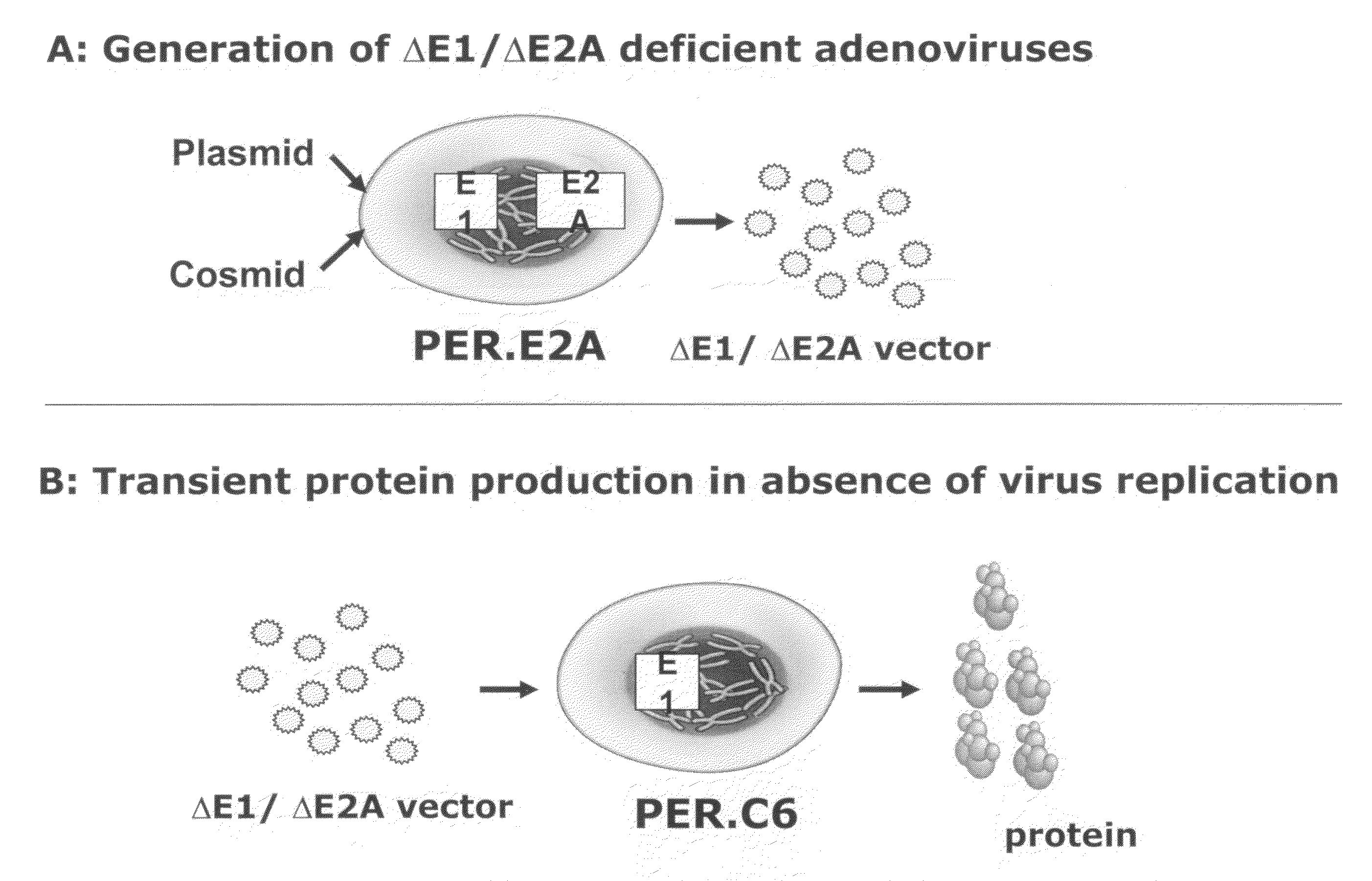 Transient protein expression methods