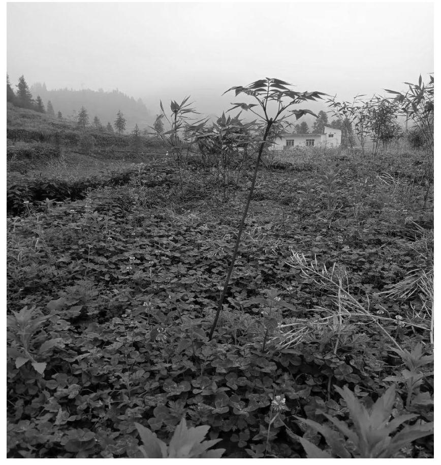 Composite planting method of chimonobambusa utilis and cortex phellodendri