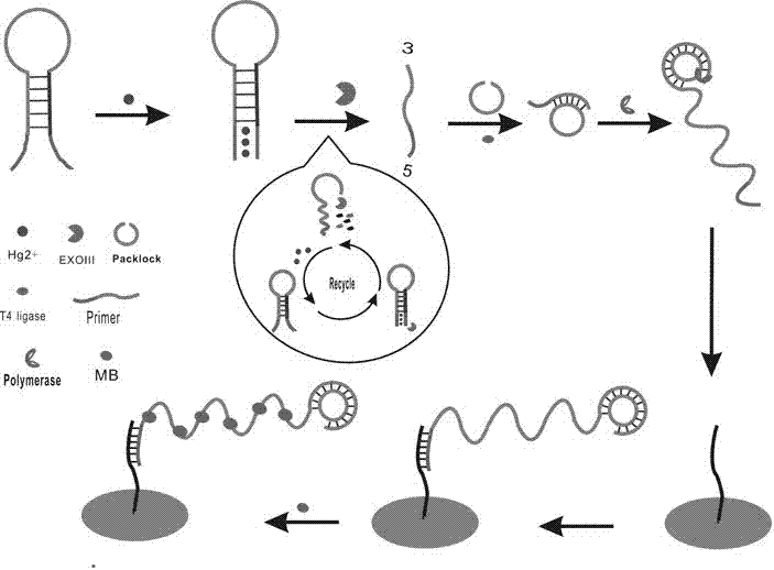 Electrochemical sensor for detecting mercury ions