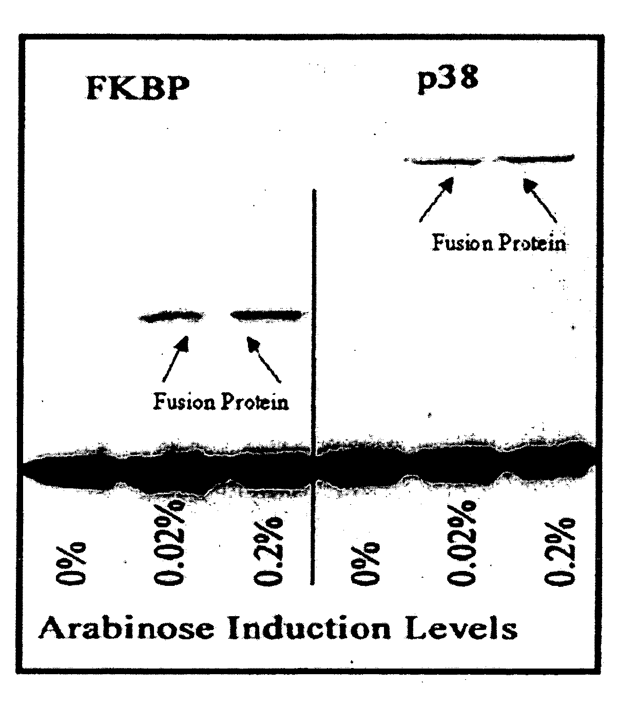 Uncoupling of DNA insert propagation and expression of protein for phage display