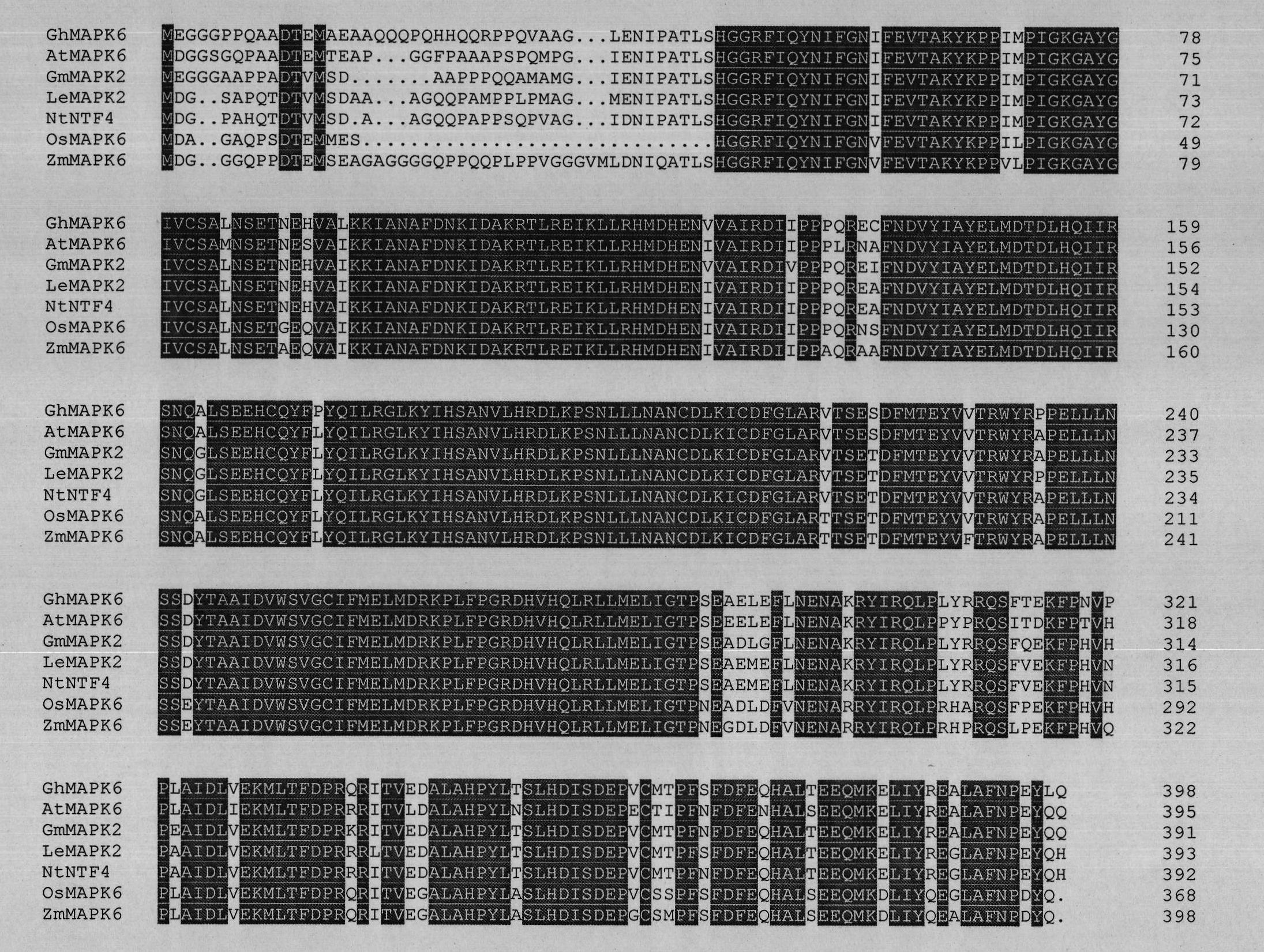 Gossypium hirsutum mitogen-activated protein kinas 6 (GhMAPK6) gene and application thereof