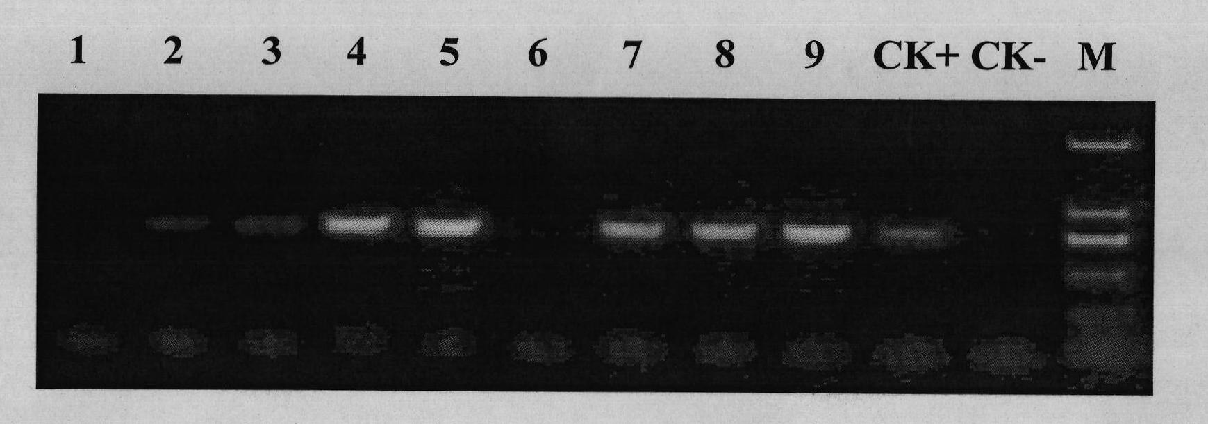 Gossypium hirsutum mitogen-activated protein kinas 6 (GhMAPK6) gene and application thereof