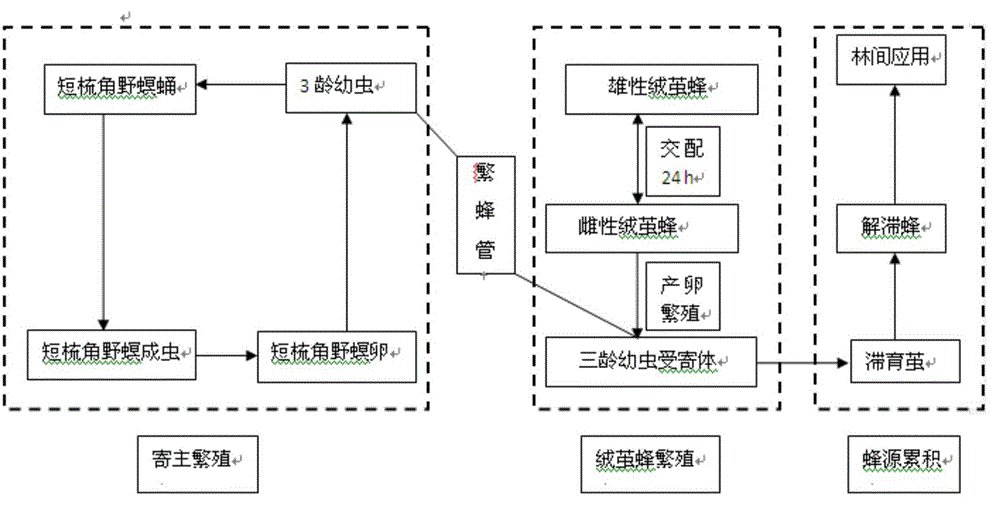 Artificial breeding method of cotesia chilonis matsumura