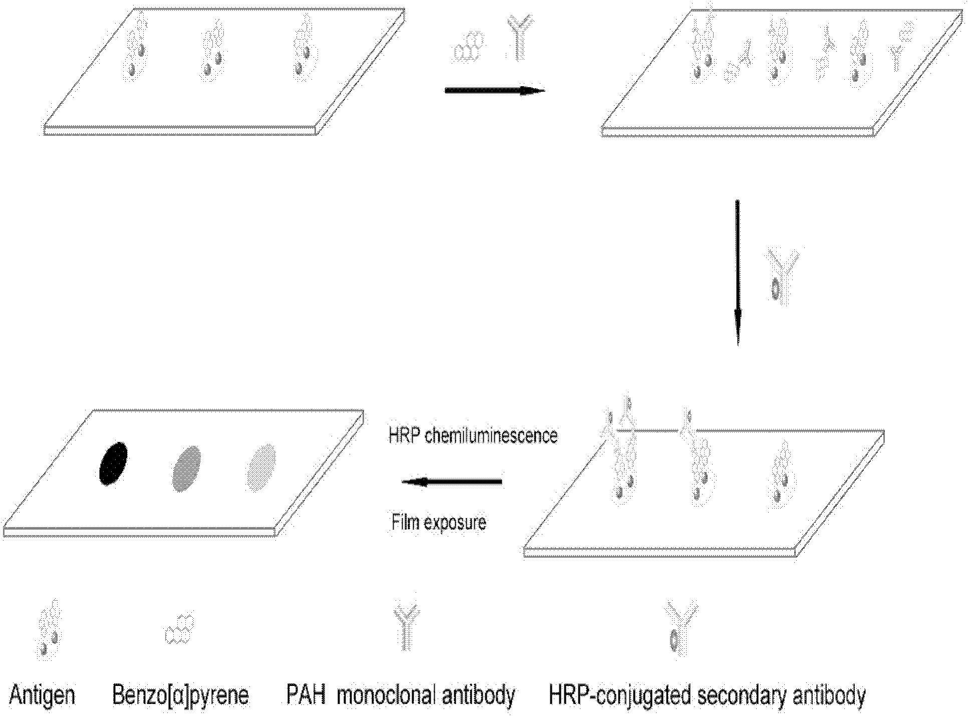 Method for specifically and semiquantitatively detecting benzopyrene