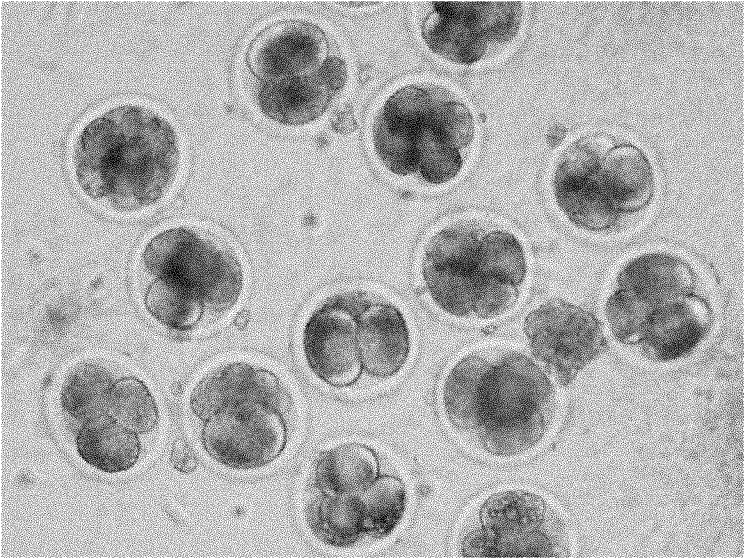 Method for producing in-vitro calf embryo