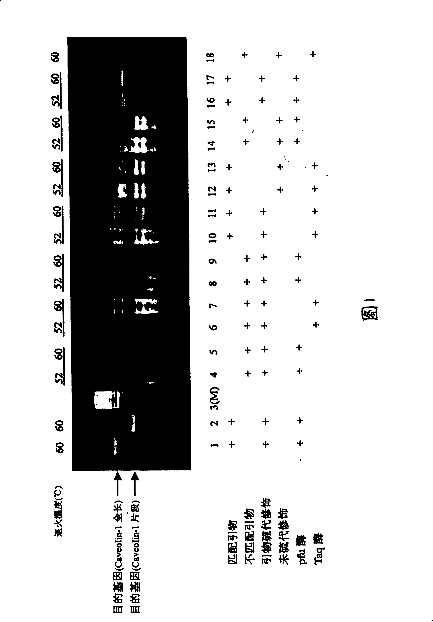 PCR method capable of eliminating non specific braid and RT-PCR chip prepared using said method