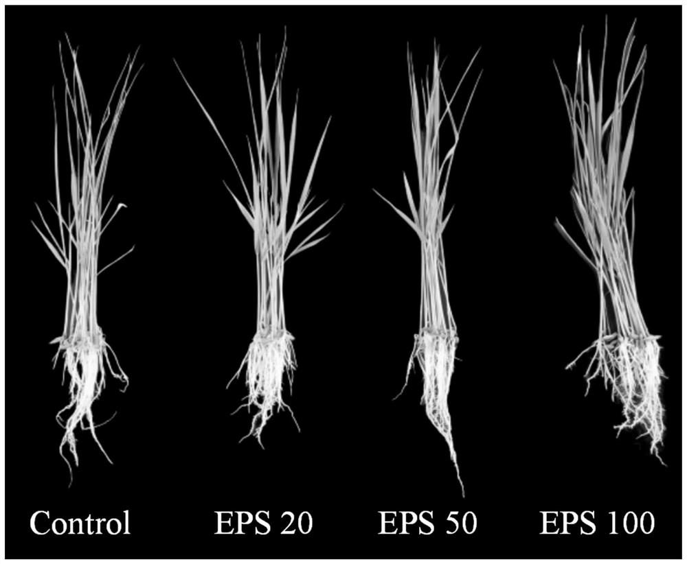 Combined growth regulator containing pantoea polysaccharide, and application of combined growth regulator