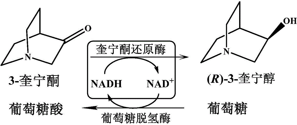 Quininone reductase and application thereof to asymmetric synthesis of (R)-3-quinuclidinol