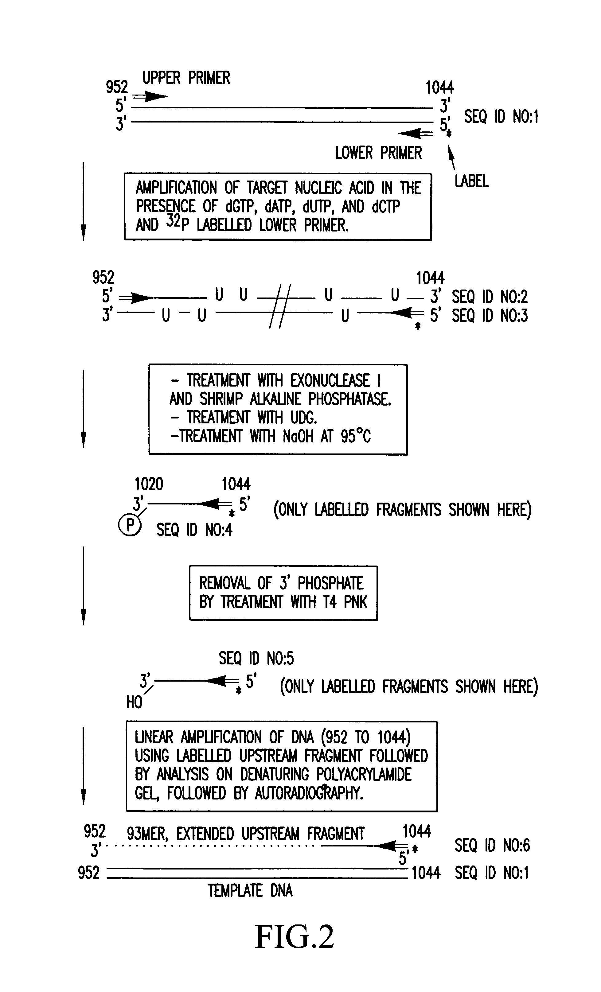 Method for the characterization of nucleic acid molecules involving generation of extendible upstream DNA fragments resulting from the cleavage of nucleic acid at an abasic site