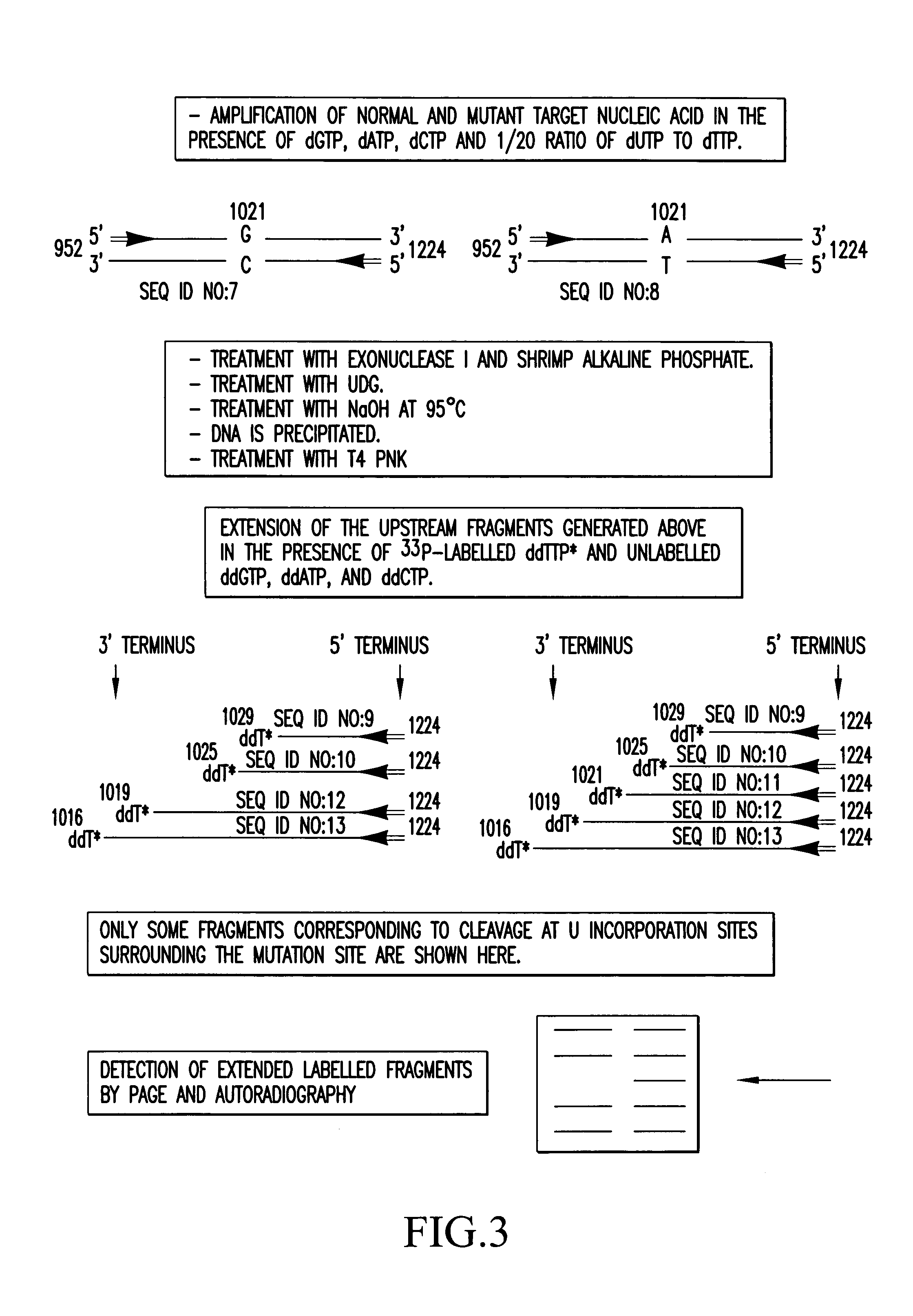 Method for the characterization of nucleic acid molecules involving generation of extendible upstream DNA fragments resulting from the cleavage of nucleic acid at an abasic site