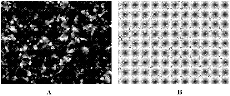 Novel liposome capable of transfecting genes efficiently in vivo and in vitro and preparation method thereof