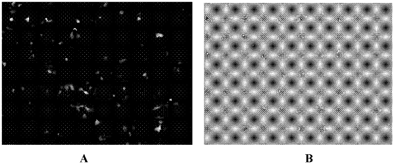 Novel liposome capable of transfecting genes efficiently in vivo and in vitro and preparation method thereof