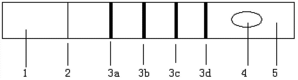 Colloidal gold test paper strip for semiquantitatively detecting concentration of GFAP (Glial Fibrillary Acidic Protein) in human serum