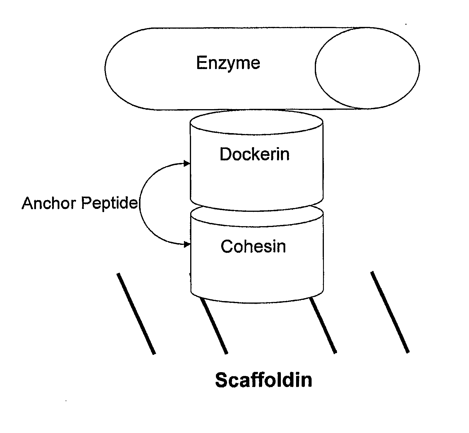 Modified microorganism uses therefor